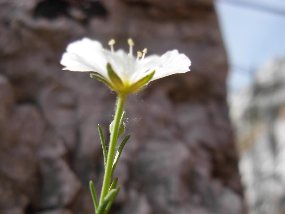 Apuane 3 - Sagina glabra (e Minuartia capillacea)